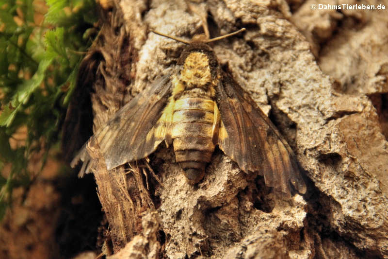 Totenkopfschwärmer (Acherontia atropos)