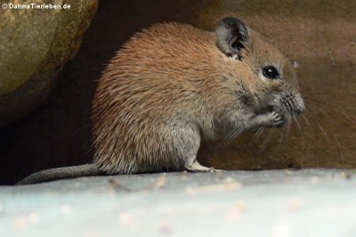 Goldstachelmaus (Acomys russatus)