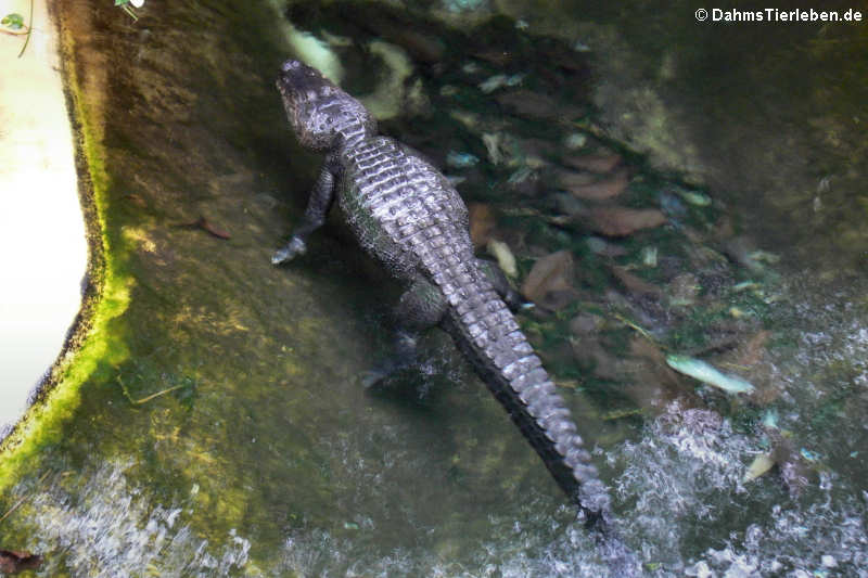 Alligator mississippiensis