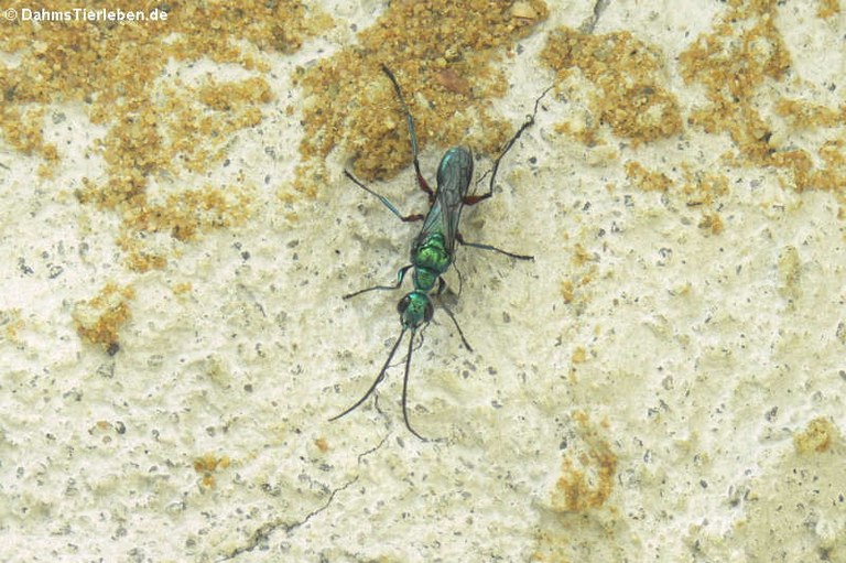 Ampulex compressa