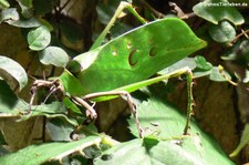 Blattheuschrecke (Ancylecha fenestrata) im Aquazo Düsseldorf