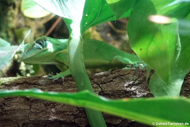 Ritteranolis (Anolis equestris)