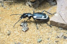 Wüstenlaufkäfer (Anthia sexmaculata) im Aquazoo Löbbecke Museum Düsseldorf