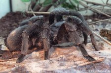 Gestreifte Guatemala-Vogelspinne (Aphonopelma seemanni) im Aquazoo Löbbecke Museum Düsseldorf