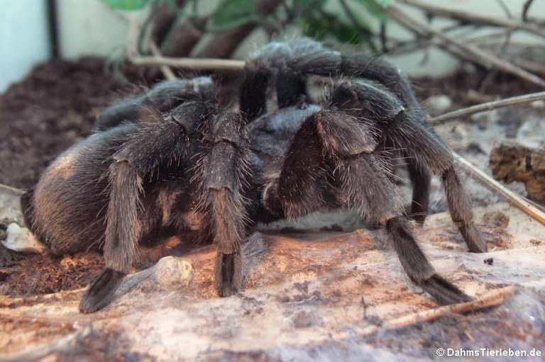 Aphonopelma seemanni