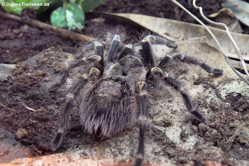 Gestreifte Guatemala-Vogelspinne (Aphonopelma seemanni)