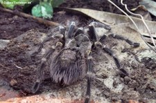 Gestreifte Guatemala-Vogelspinne (Aphonopelma seemanni) im Aquazoo Löbbecke Museum Düsseldorf