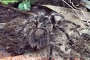 Aphonopelma seemanni