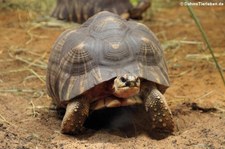 Strahlenschildkröte (Astrochelys radiata) im Aquazoo Löbbecke Museum Düsseldorf