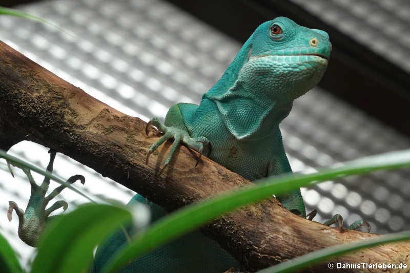 Gebänderter Fidschi-Leguan (Brachylophus fasciatus)