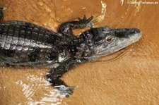 Krokodilkaiman (Caiman crocodilus) im Aquazoo Löbbecke Museum Düsseldorf