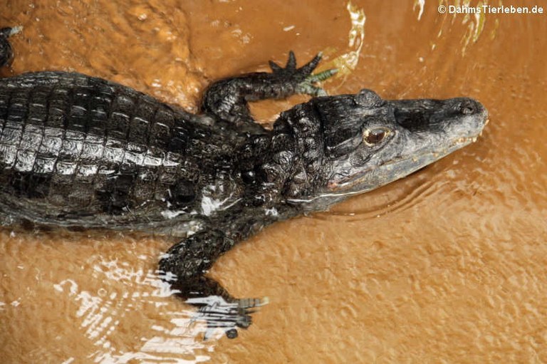 Caiman crocodilus