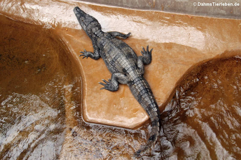 Krokodilkaiman (Caiman crocodilus)