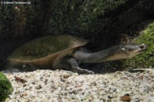 Schlangenhalsschildkröte (Chelodina parkeri) im Aquazoo Löbbecke Museum Düsseldorf