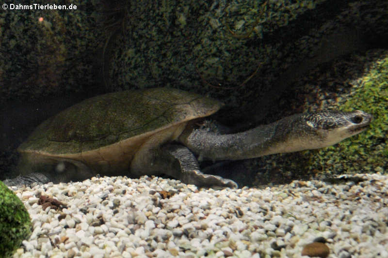 Schlangenhalsschildkröte (Chelodina parkeri)
