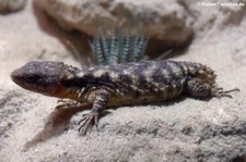 Zwerggürtelschweif (Cordylus tropidosternum) im Aquazoo Löbbecke Museum Düsseldorf