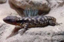 Tansania-Zwerggürtelschweif (Cordylus tropidosternum) im Aquazoo Löbbecke Museum Düsseldorf