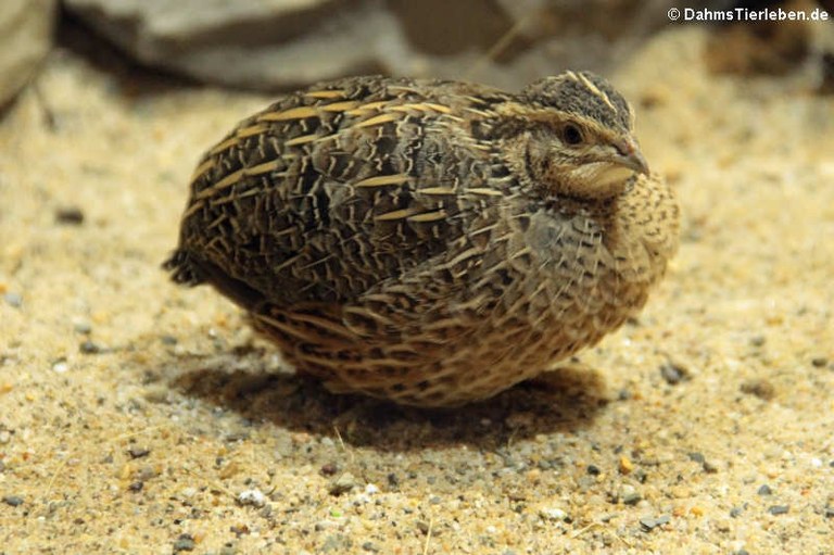 Coturnix delegorguei