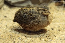 Harlekinwachtel (Coturnix delegorguei)  im Aquazoo Löbbecke Museum, Düsseldorf