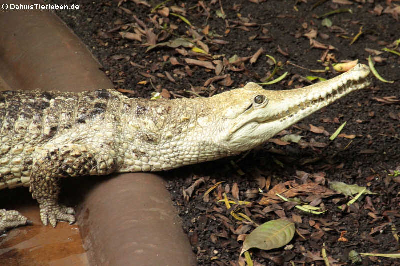 Australienkrokodil Crocodylus johnstoni-5