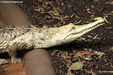 Australisches Süßwasserkrokodil (Crocodylus johnstoni) im Aquazoo Löbbecke Museum Düsseldorf