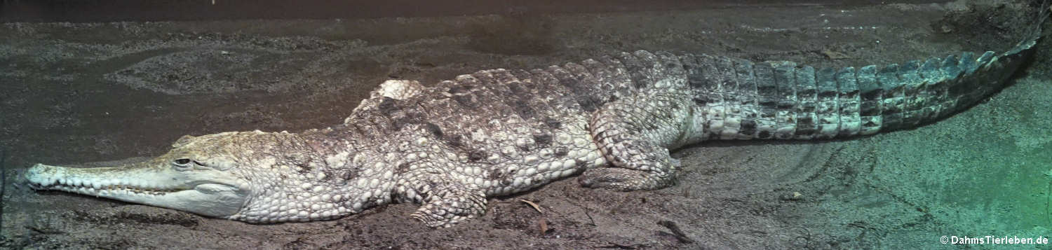 Australisches Süßwasserkrokodil (Crocodylus johnstoni)