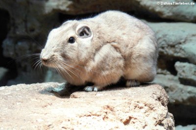 Gundi (Ctenodactylus gundi)