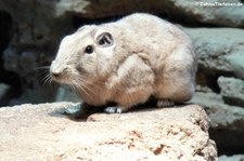 Gundi (Ctenodactylus gundi) im Aquazoo-Löbbecke Museum Düsseldorf