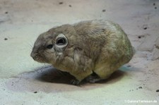 Ctenodactylus gundi-3