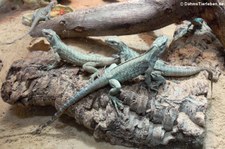 Junge Nashornleguane (Cyclura cornuta) im Aquazoo Löbbecke Museum Düsseldorf