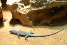 Dalmatinische Spitzkopfeidechse (Dalmatolacerta oxycephala) im Aquazoo Löbbecke Museum Düsseldorf