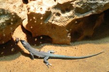 Dalmatinische Spitzkopfeidechse (Dalmatolacerta oxycephala) im Aquazoo Löbbecke Museum Düsseldorf