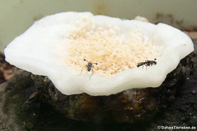 Diasemopsis meigenii-1