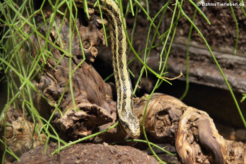 Steppennatter (Elaphe dione)