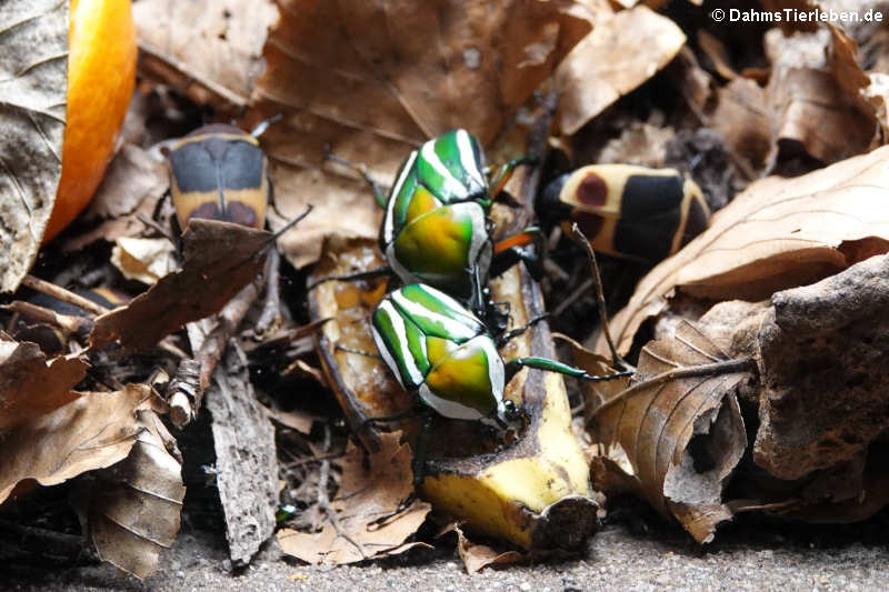 Gestreifter Rosenkäfer (Eudicella gralli) zusammen mit Kongo-Rosenkäfer (Pachnoda marginata)