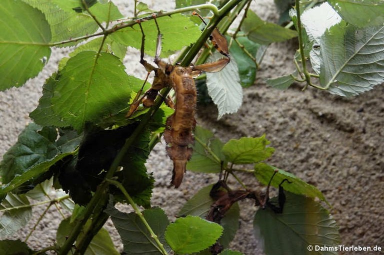 Extatosoma tiaratum