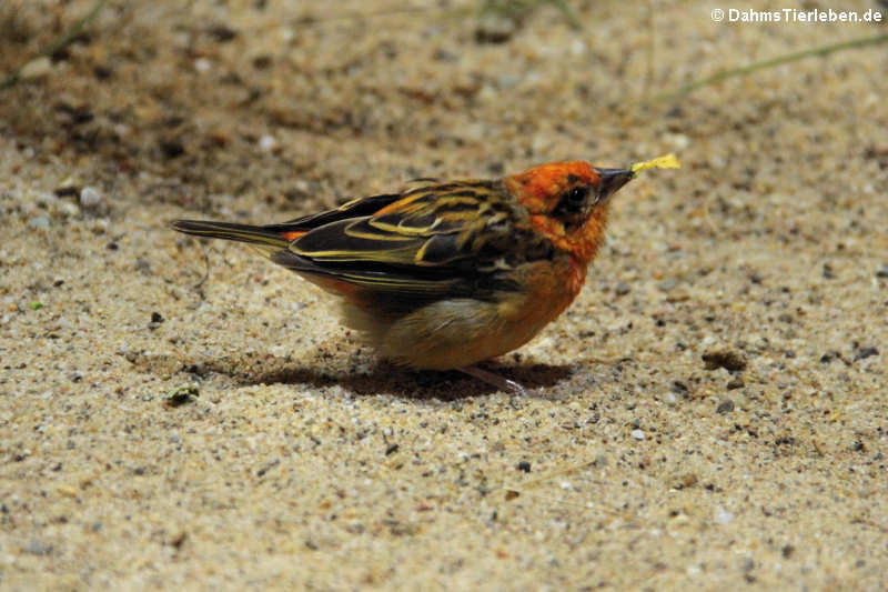 Madagaskarweber (Foudia madagascariensis)