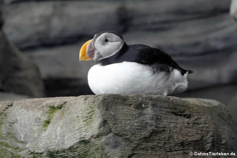 Papageitaucher (Fratercula arctica)