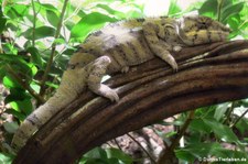 Pantherchamäleon (Furcifer pardalis) im Aquazoo Löbbecke Museum Düsseldorf