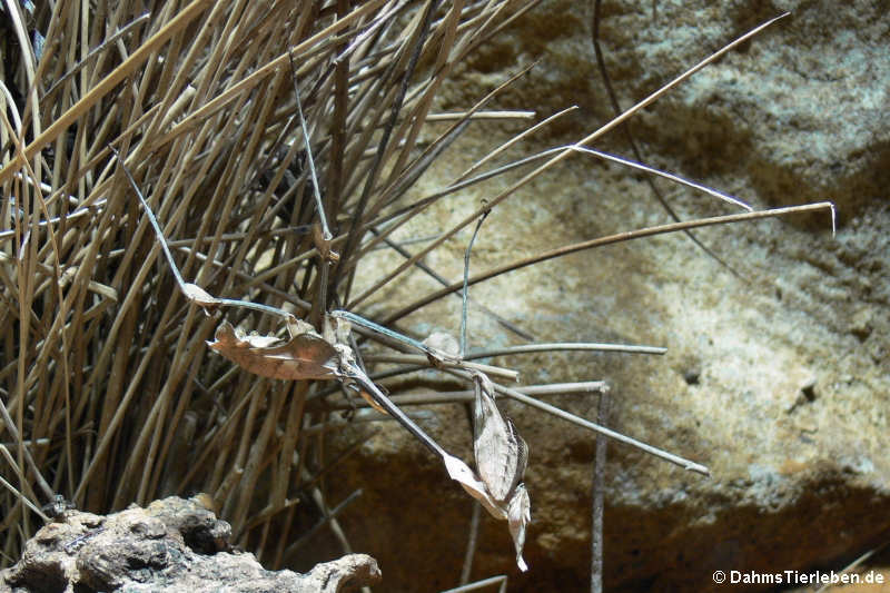 Wandelnde Geige (Gongylus gongylodes)