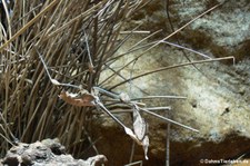 Wandelnde Geige (Gongylus gongylodes) im Aquazoo Löbbecke Museum Düsseldorf 