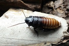 Madagaskar Fauchschabe (Gromphadorrhina grandidieri) im Aquazoo Löbbecke Museum Düsseldorf