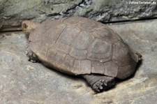 Braune Schildkröte (Manouria emys emys) im Aquazoo Löbbecke Museum Düsseldorf