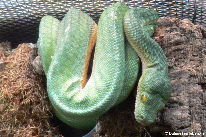 Grüner Baumpython (Morelia viridis)