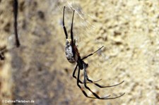 Trichonephila senegalensis-2