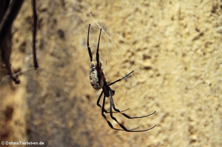 Nephila senegalensis