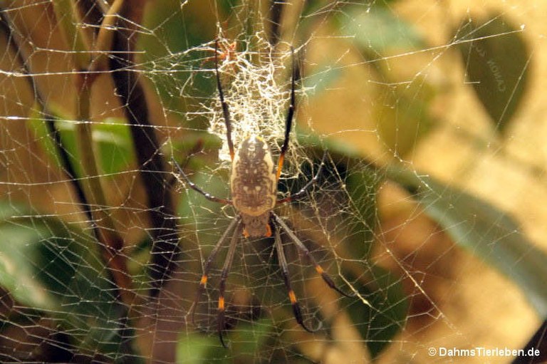 Trichonephila senegalensis