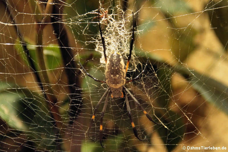 Seidenspinne (Nephilia senegalensis)