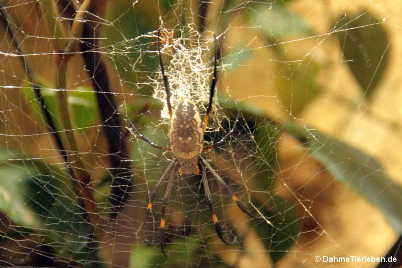 Trichonephila senegalensis