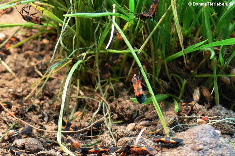 Oncopeltus fasciatus